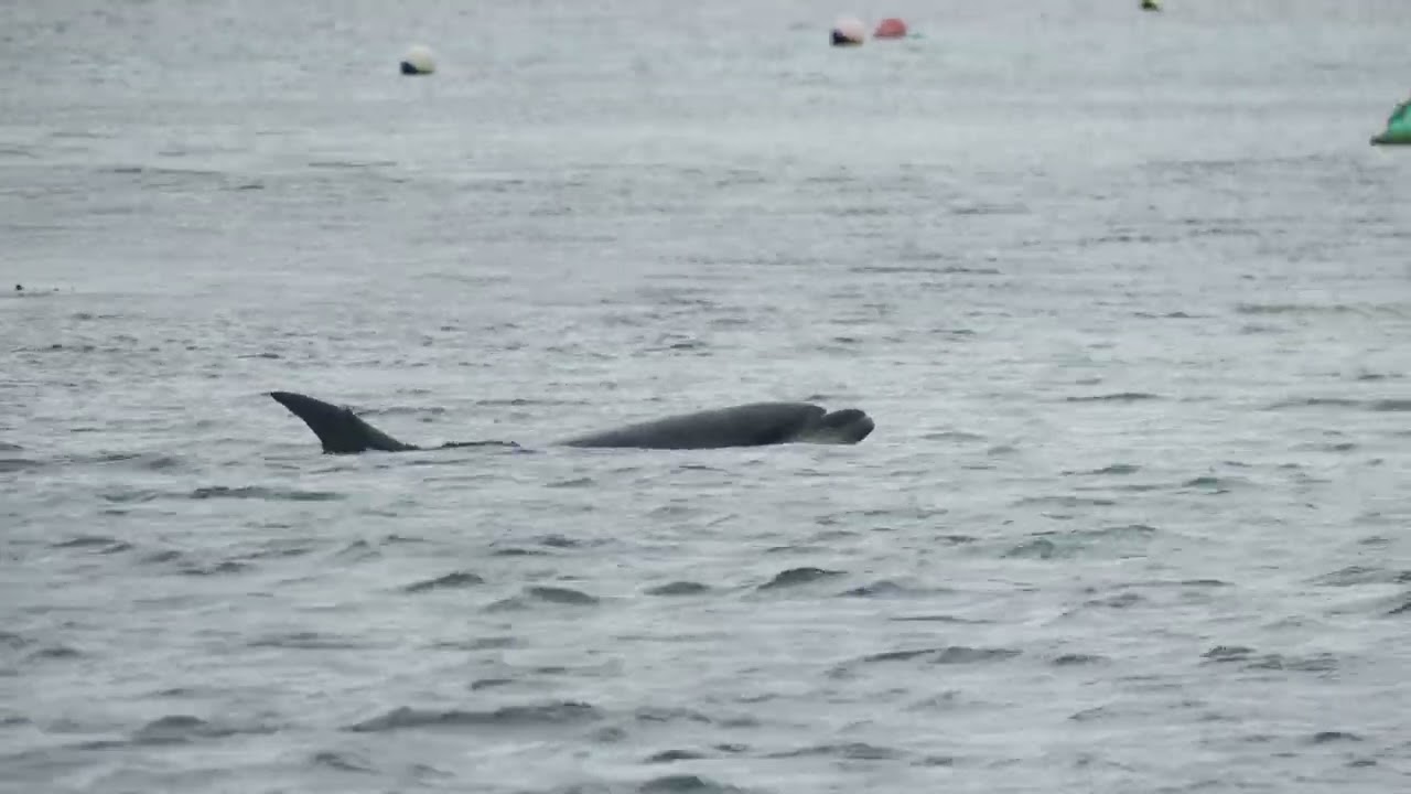 #8 Finistère en westerly konsort