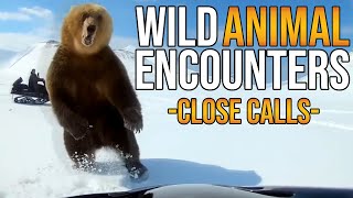 Download Lagu Amazing Wild Animal Encounters - Close Calls MP3