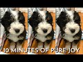 10 Week Old Mini Bernedoodle Puppy&#39;s First Month Home Part 3