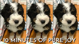 10 Week Old Mini Bernedoodle Puppy&#39;s First Month Home Part 3