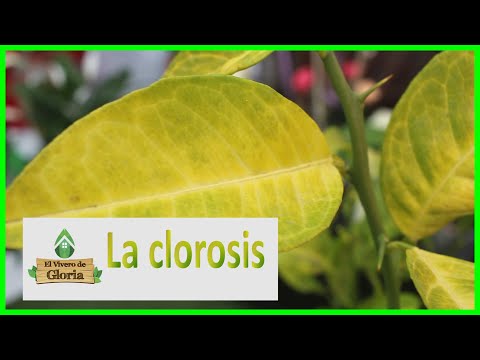Video: Qué causa la clorosis de los arándanos: motivos de la decoloración de las hojas de los arándanos