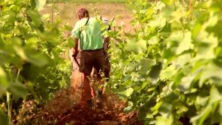 Domaine des Rouges Queues ETE 2015 LABOUR ET BIODYNAMIE