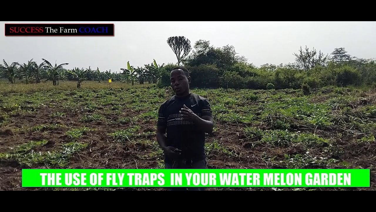 Note this Serious.. The use of Fly Traps in a Water Melon!!!