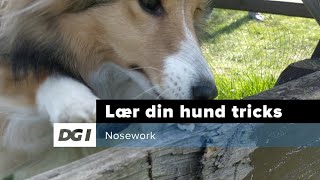 DGI Hundesport - Nosework