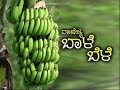 Commercial Cultivation of Banana - Kannada