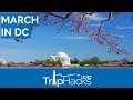 Tips for Visiting Washington DC in March image