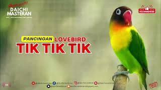 PANCINGAN LOVEBIRD MACET NGEKEK  COBA TIK TIK TIK LOVEBIRD TERAPI NGEKEK