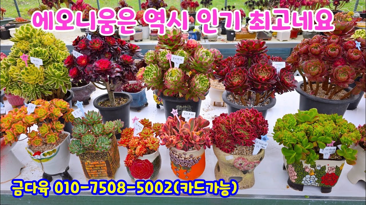 250518📍#금다육 애들린 블루썸 매금장미 샤넬금 퀸엘리자베스 해왕성금 레드벨벳 블랙여우 레인보우 복숭아꽃