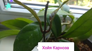 Хойя бешенный рост за 12  дней.  Ошибки ухода