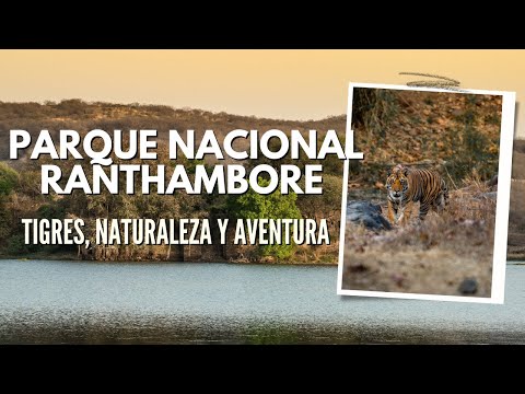 Vídeo: Parc nacional de Ranthambore: la guia completa