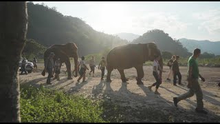 Elephants Make A happy Noise While Entering To The Sanctuary  ElephantNews