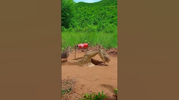 Creative DIY Quail Trap: Using a Coca-Cola Can and Cardboard Box to Catch and Release Quails #shorts