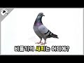 [담토상] 우리가 새끼 비둘기를 본 적이 없는 이유를 알아보자.