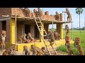 How Indian AI  Monkeys Built a Two-Story Dream House 🐒 | Viral Animal Construction