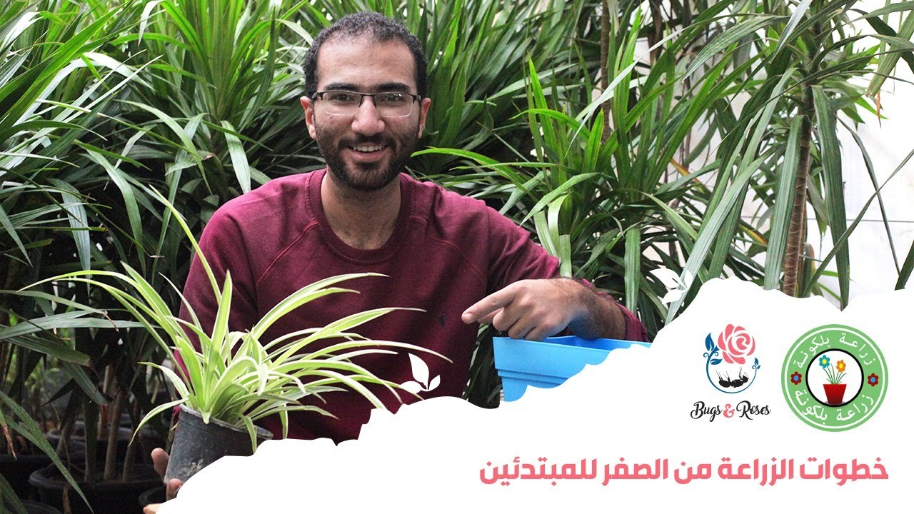 ازاي تبدأ تزرع في بيتك من الصفر