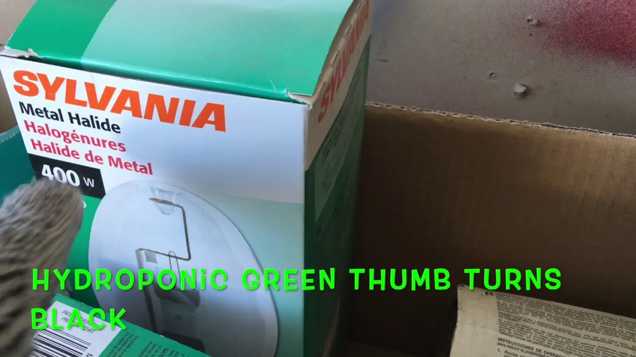 Hydroponic Green Thumb Turns Black: Metal Halide Growing Lamp vs HPS Flowering Light Times