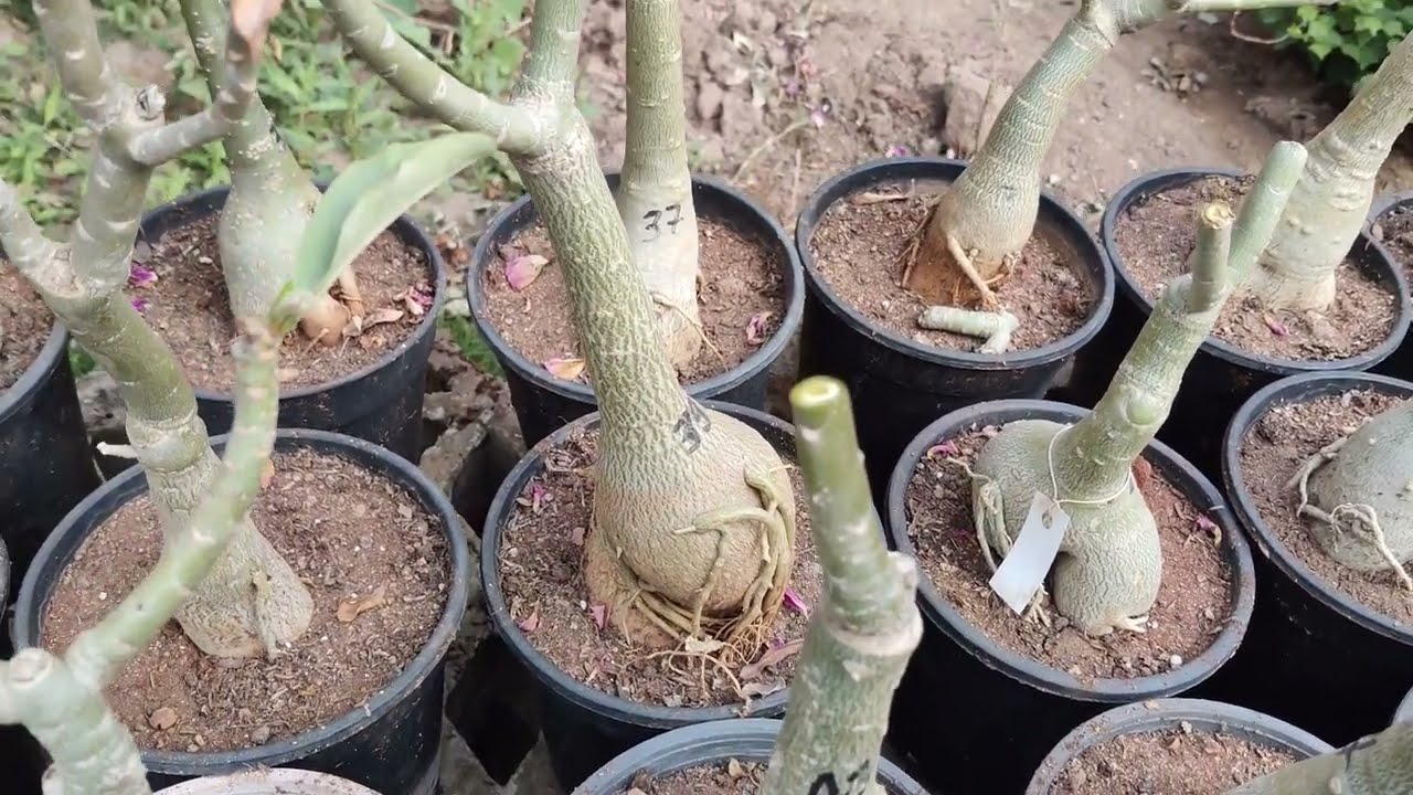 ऐडेनियम ढैरो फूल लेने के लीये ऐ काम जरूर करें 