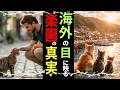 【海外の反応】日本の“猫島”は天国か、それとも消えゆく楽園か。