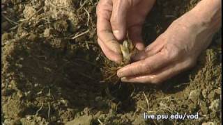 3 Minute Gardener - Growing Strawberries