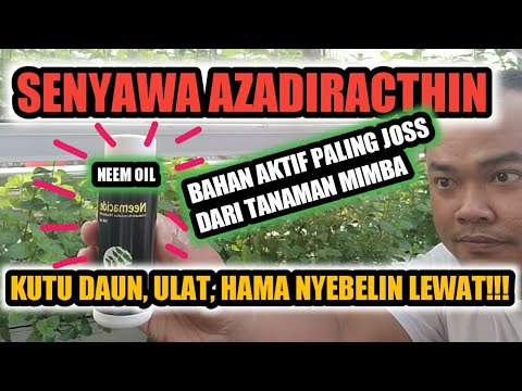 Video: Apa Itu Insektisida Azadirachtin: Menggunakan Minyak Mimba Dan Azadirachtin Untuk Pengendalian Hama