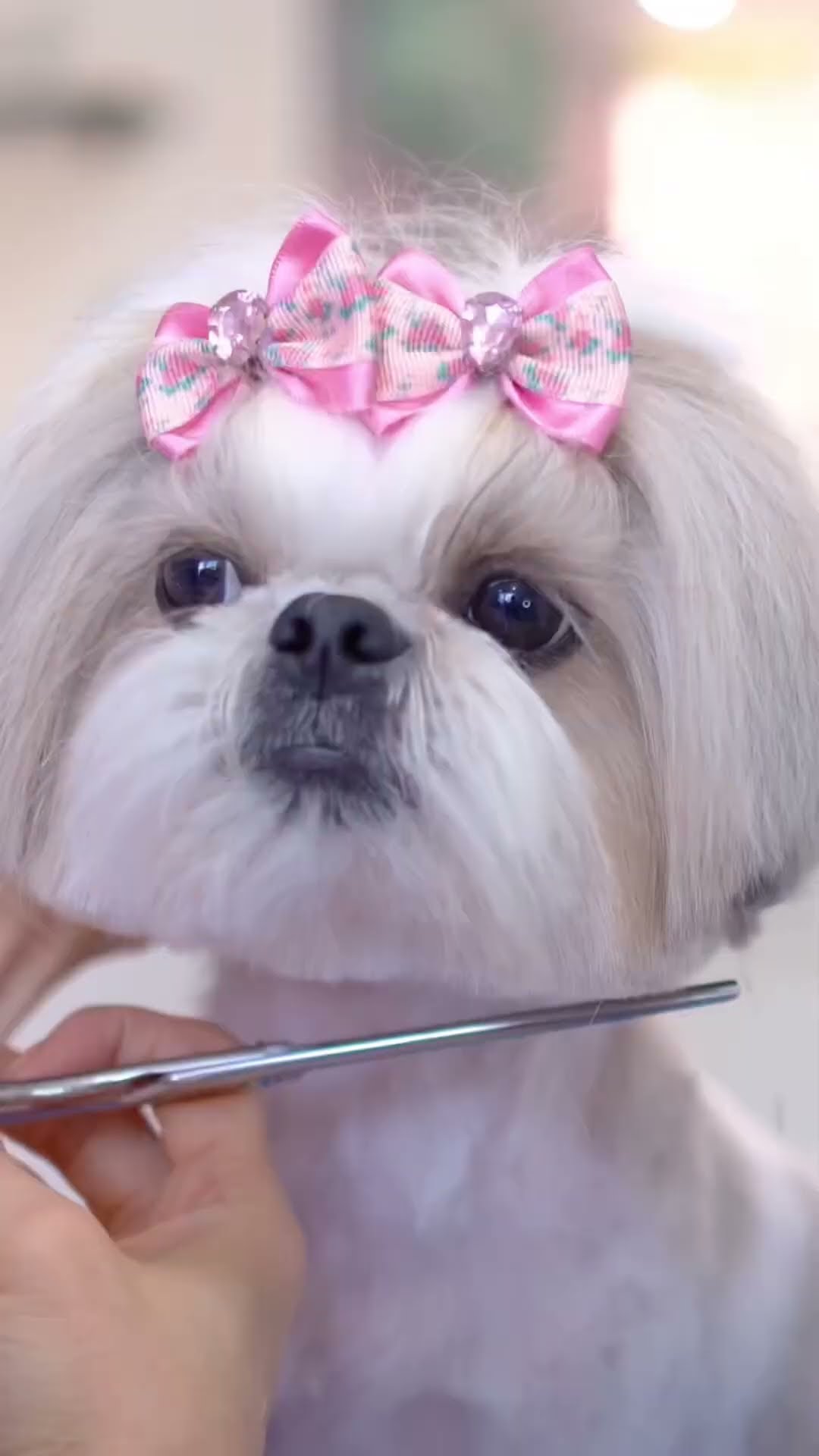 Successfully transforming into a pretty Shih Tzu puppy