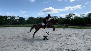 ARCHER'S HALL (jump) - Adoptable Thoroughbred Mare - New Vocations
