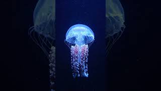 #deep #sea #creature