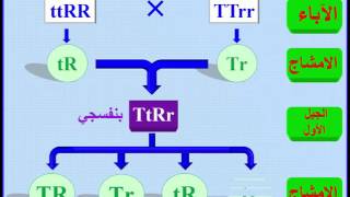 6   الجينات المتكاملة