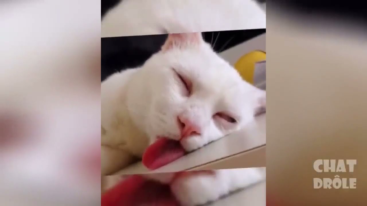 Video de Chat mignon et drôle 2021 ( essayez de ne pas rire 😂😂😂😂)