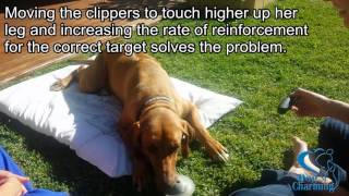 Unrestrained Clipping/Shaving Dog for Cephalic Vein Catheter by Zurison 289 views 6 years ago 1 minute, 39 seconds