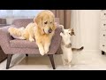 Funny Kitten Annoys Golden Retriever