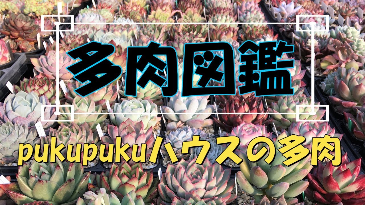 多肉図鑑】pukupukuハウスの多肉 多肉生産者「pukupuku taniku」 - YouTube