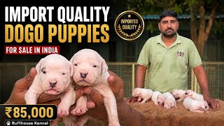 Price-85000/- 😱| Import Quality Dogo Argentino Puppies For Sale 🔥| From India’s No.1 Kennel