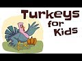 Turkey Knowledge Quiz