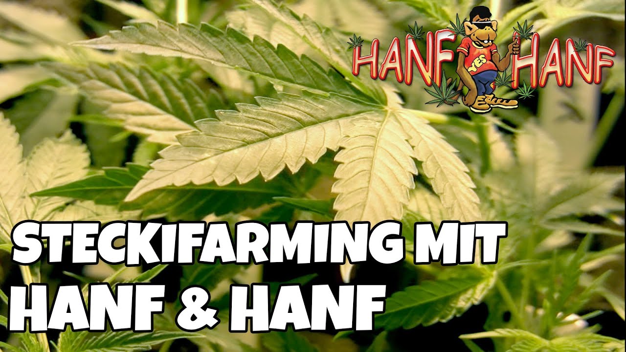 N° 254 STECKIFARMING MIT HANF&HANF