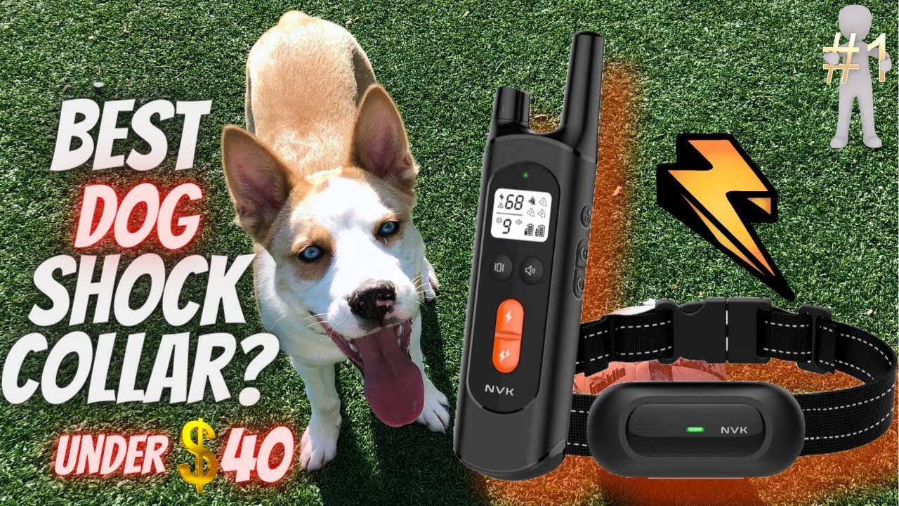 Best Remote Collar For Dogs In 2021? Nvk Shock Collars For Dogs Review (Under $40)