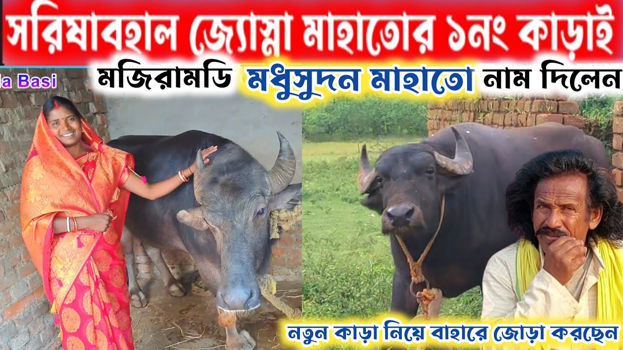 সরিষাবহাল জ্যোস্না মাহাতোর ১নং কাড়াই নাম দিলেন 👉 মজিরামডি মধুসুদন মাহাতো /এই বার হবে খেলা