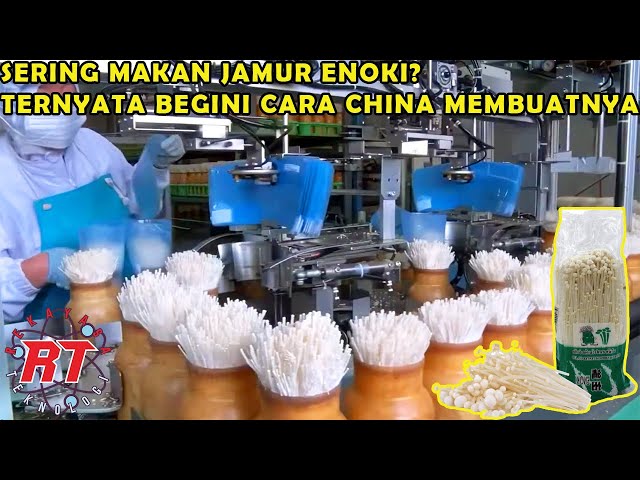 SERING MAKAN JAMUR ENOKI TERNYATA BEGINI PERTANIAN JAMUR ENOKITAKE MODERN DI CHINA DAN JEPANG class=