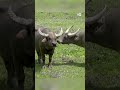हांगकांग में गाय-भैंसों की नसबंदी से लोग नाराज [Hong Kong activists fear for wild cattle's future]
