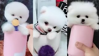 Cute and Funny Pomeranian Puppies Compilation 2024 #dog #puppy #cute #funny