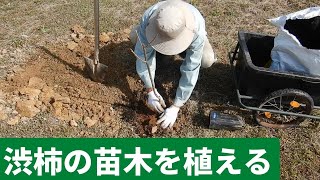 243：西条柿が売り切れで、売れ残りの蜂屋柿を２本植えた2203