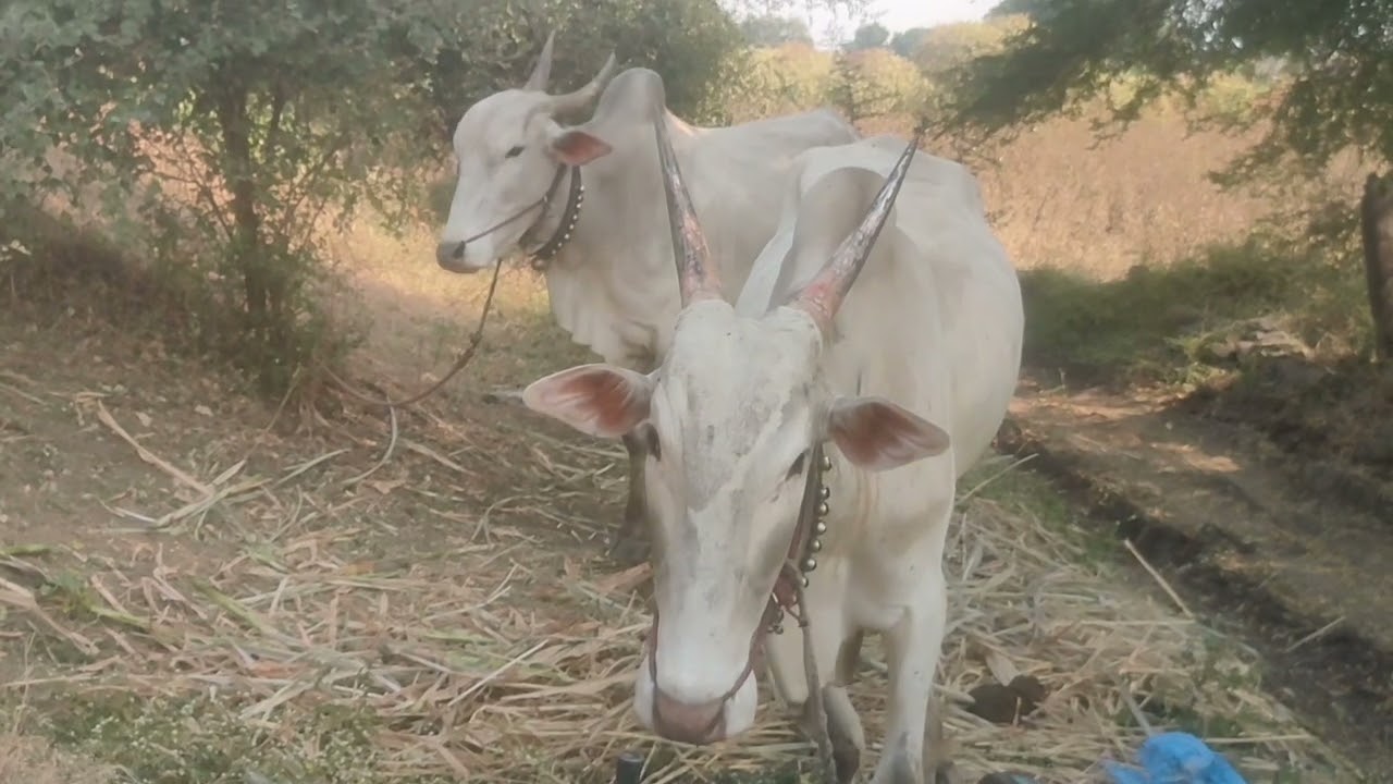 चार दात सहा दात खिल्लारे बैल विक्री आहेत भाग 4