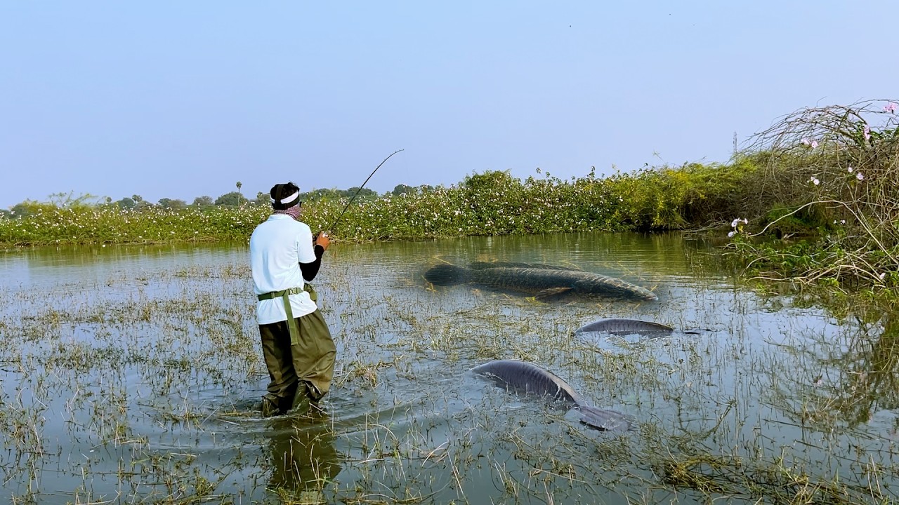 Snakehead Fishing Equipment Explained 🎣 | Best Gear Setup for Murrel Fishing