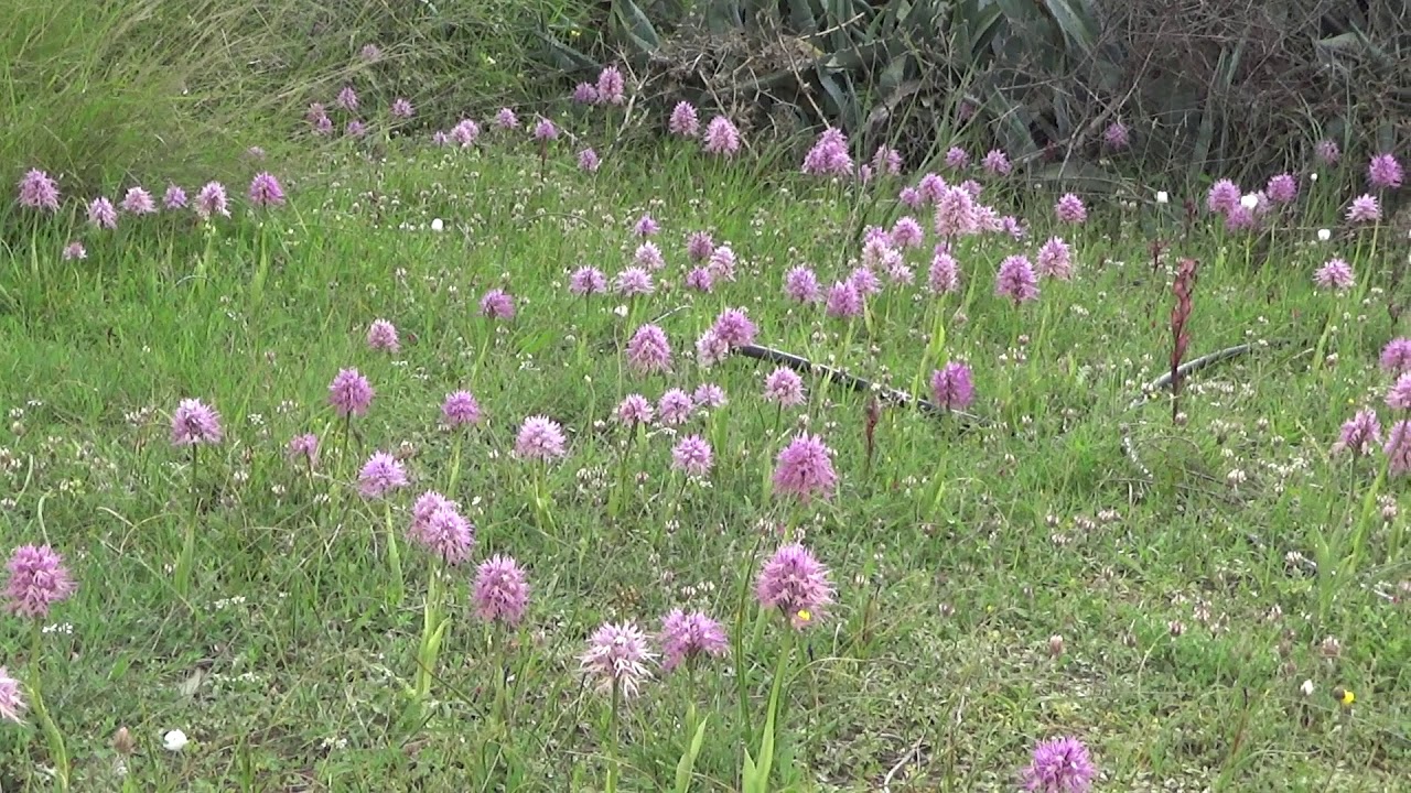 Orchis italica
