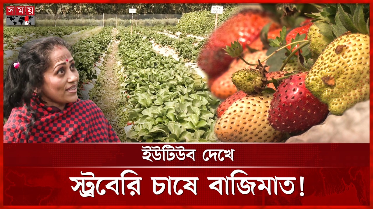 প্রবাসে নয়, নিজ দেশে স্ট্রবেরি চাষে লাখপতি হওয়ার গল্প | Strawberry Cultivation | Rangpur | Somoy TV