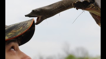 How To Properly Hold a Large Soft Shell Turtle