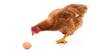 Как остановить расклев яиц у кур несушек.