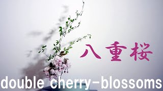 【生け花】八重桜と雑木【ikebana】double cherry-blossoms/sakura/雙櫻花/Doppelte Kirschblüten/Hoa anh đào đôi/Bloem/藪紫