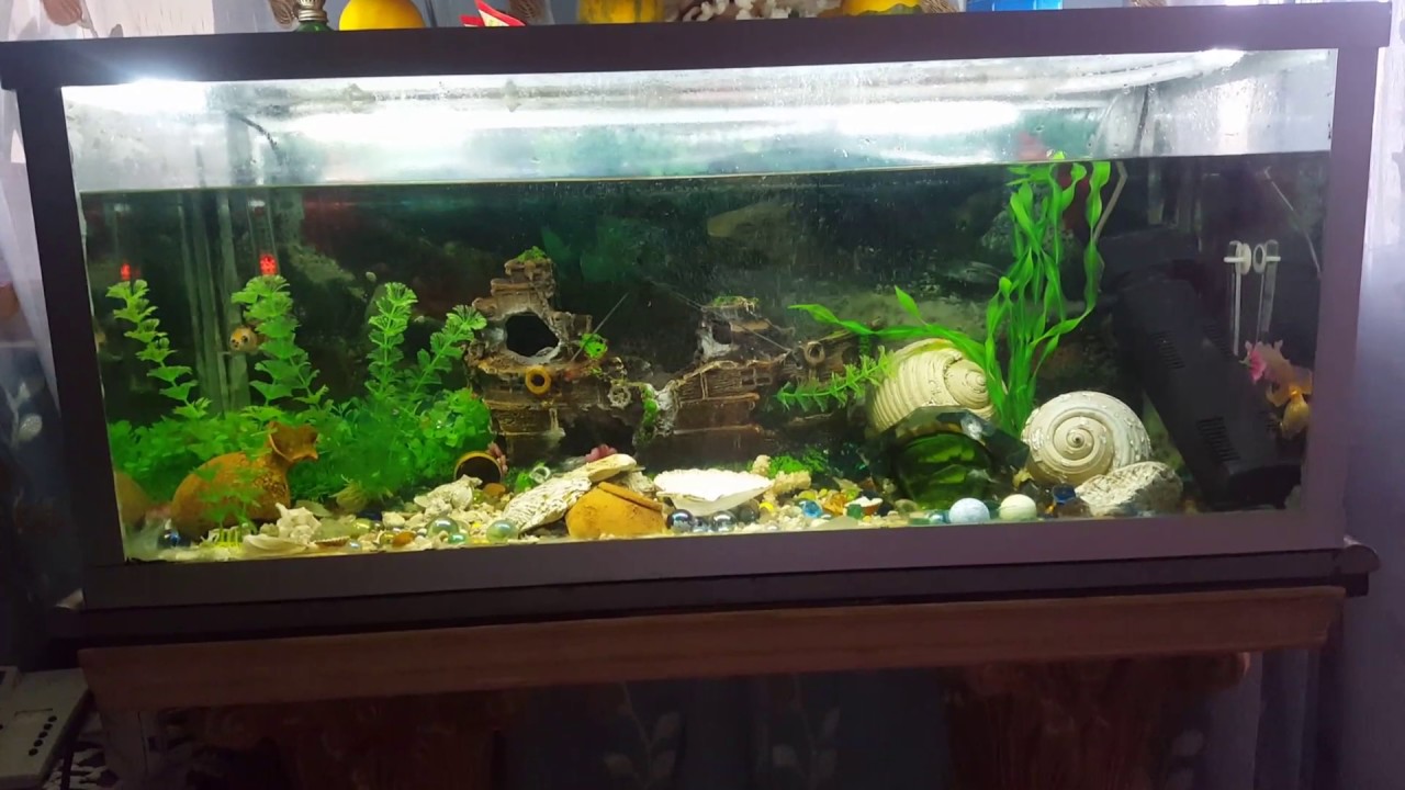 Acquario 100 litri - YouTube