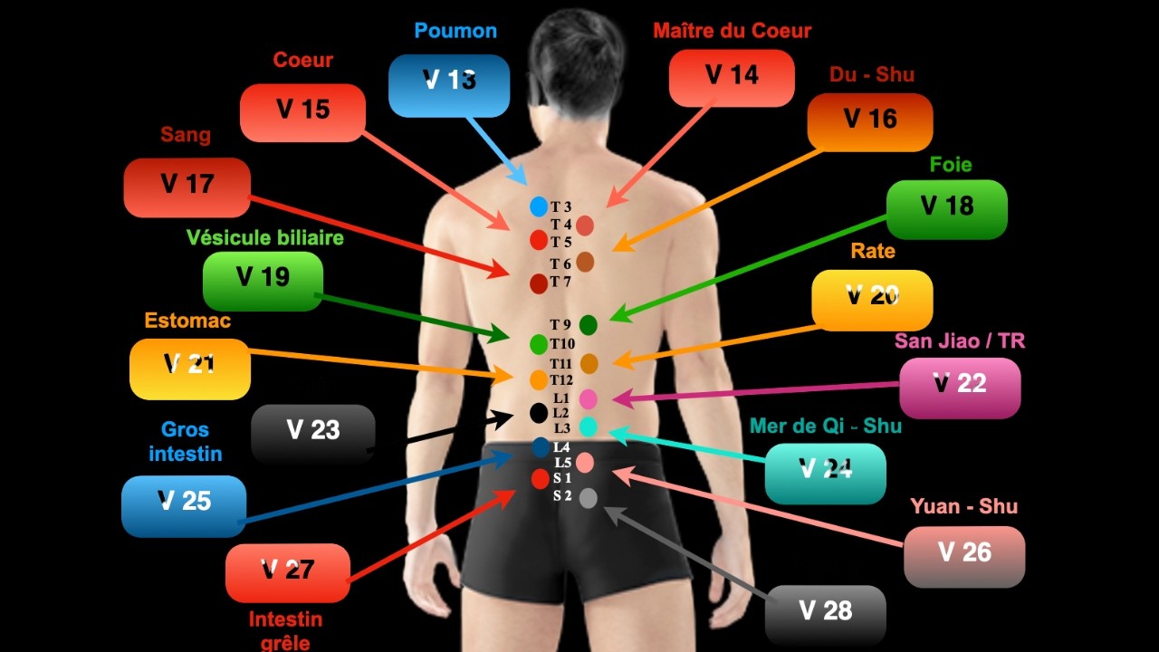 Les points d’acupuncture Shu du dos et Mu antérieurs ﻿en médecine chinoise (MTC) 